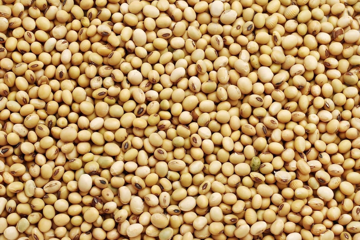 Soybean Price Commentary: Futures Fall on US Tariffs, Bearish Derived and External Markets