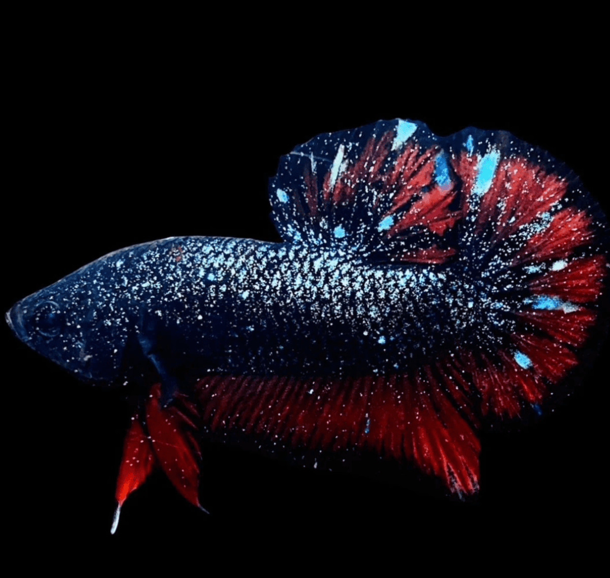 How Thailand’s Premium Betta Fish Farms Are Reaching Global Collectors Through E-Commerce