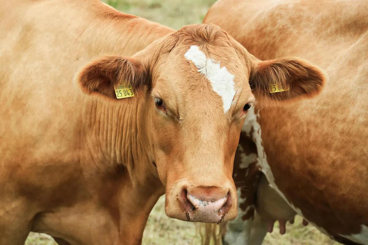 US Beef Crunch Squeezes Jobs as Mexico Captures Industry Growth
