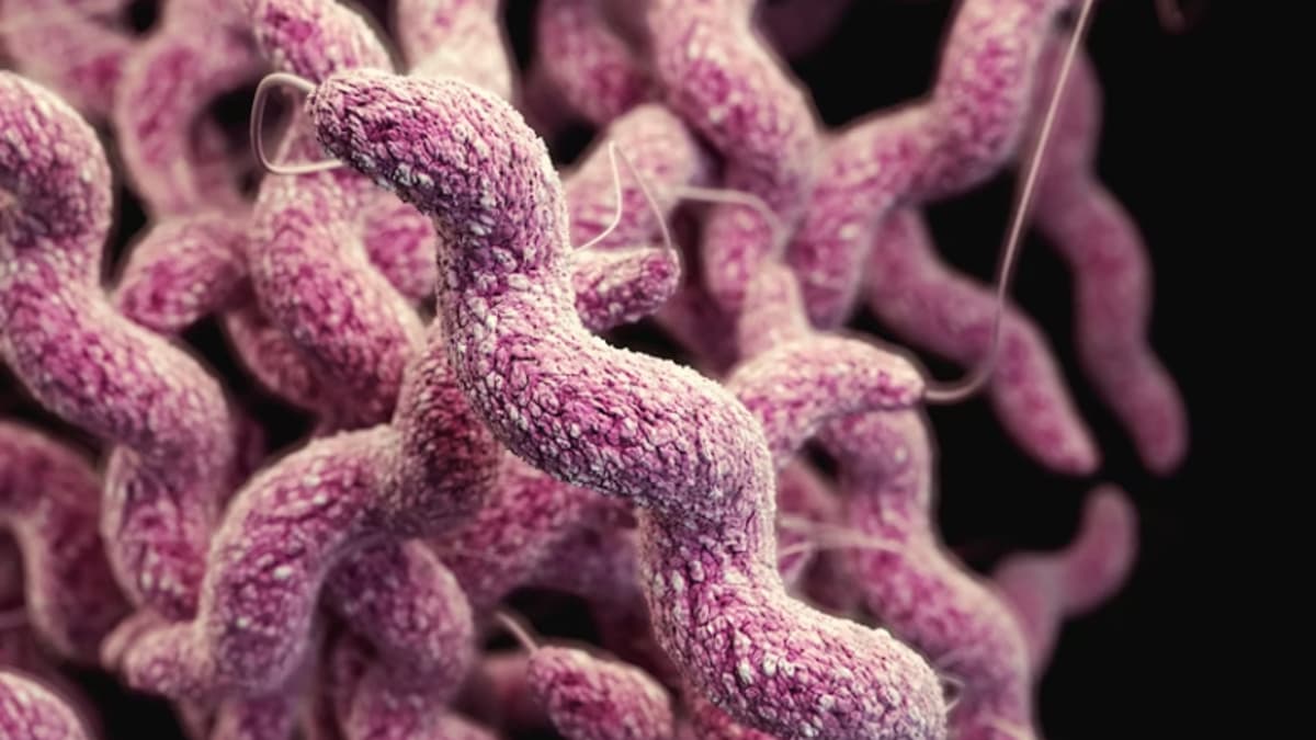 Australia to Develop Foodborne Campylobacter Action Plan
