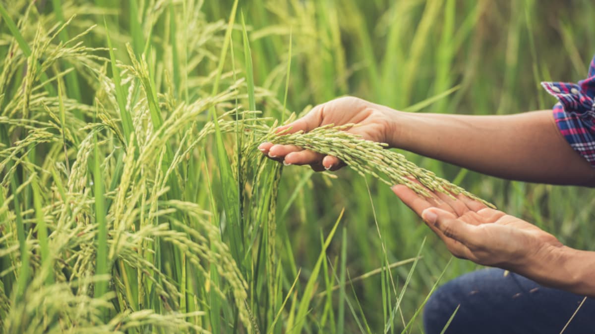 Sustainable Fertilizer Practice Causes Increased Cadmium in Rice, Study Shows
