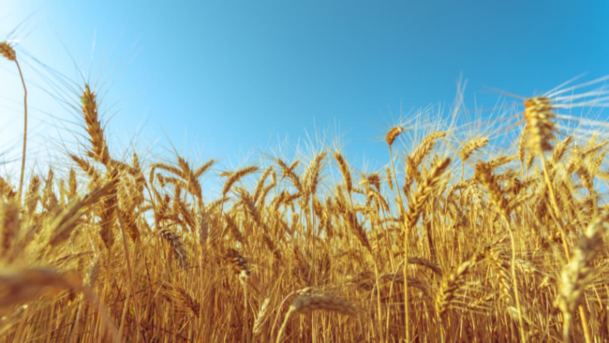 EU Introduces Regulations for Crops Bred Through New Genomic Techniques