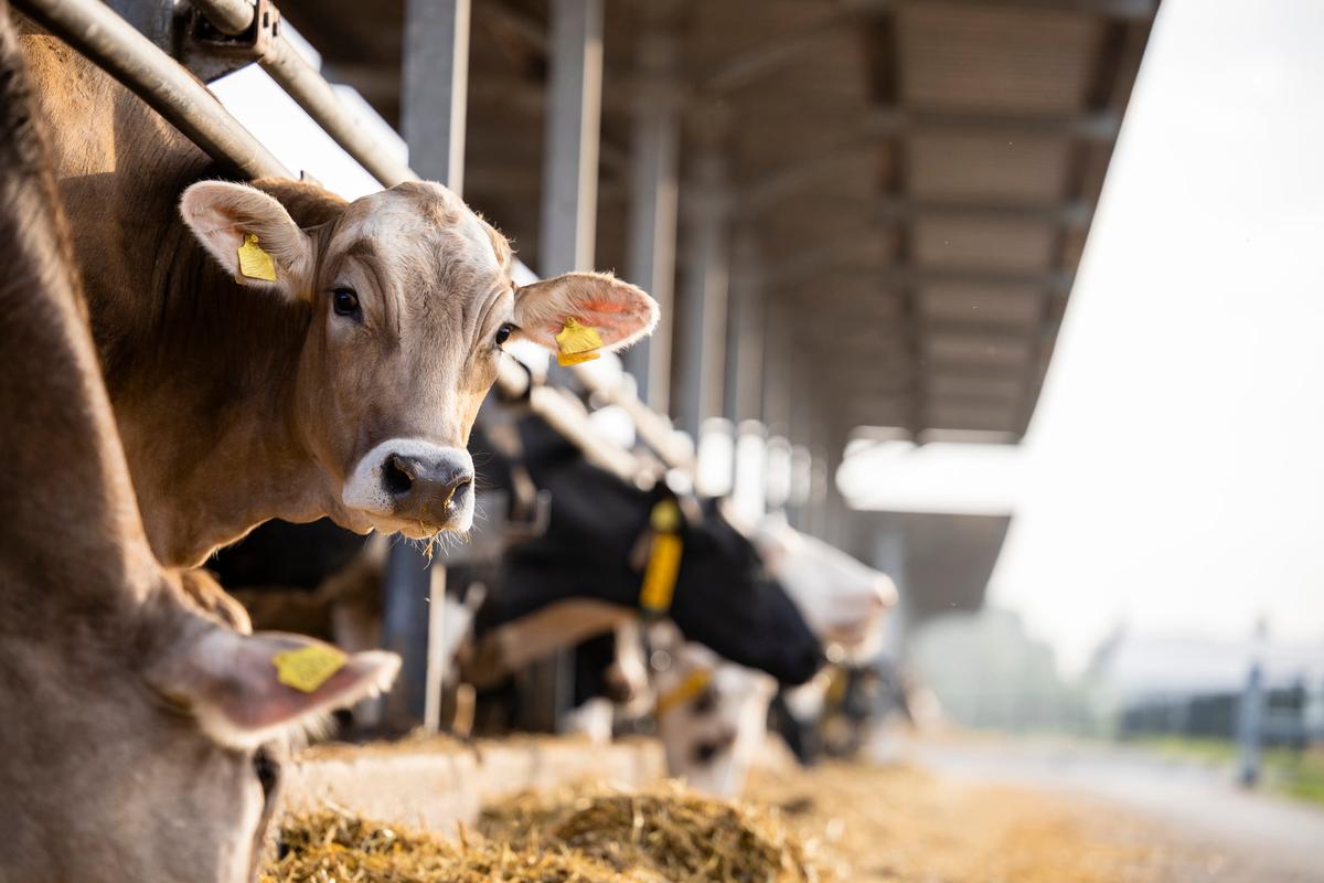 Antibiotic Overuse in European Farming Is Driving Resistance Crisis, Experts Warn