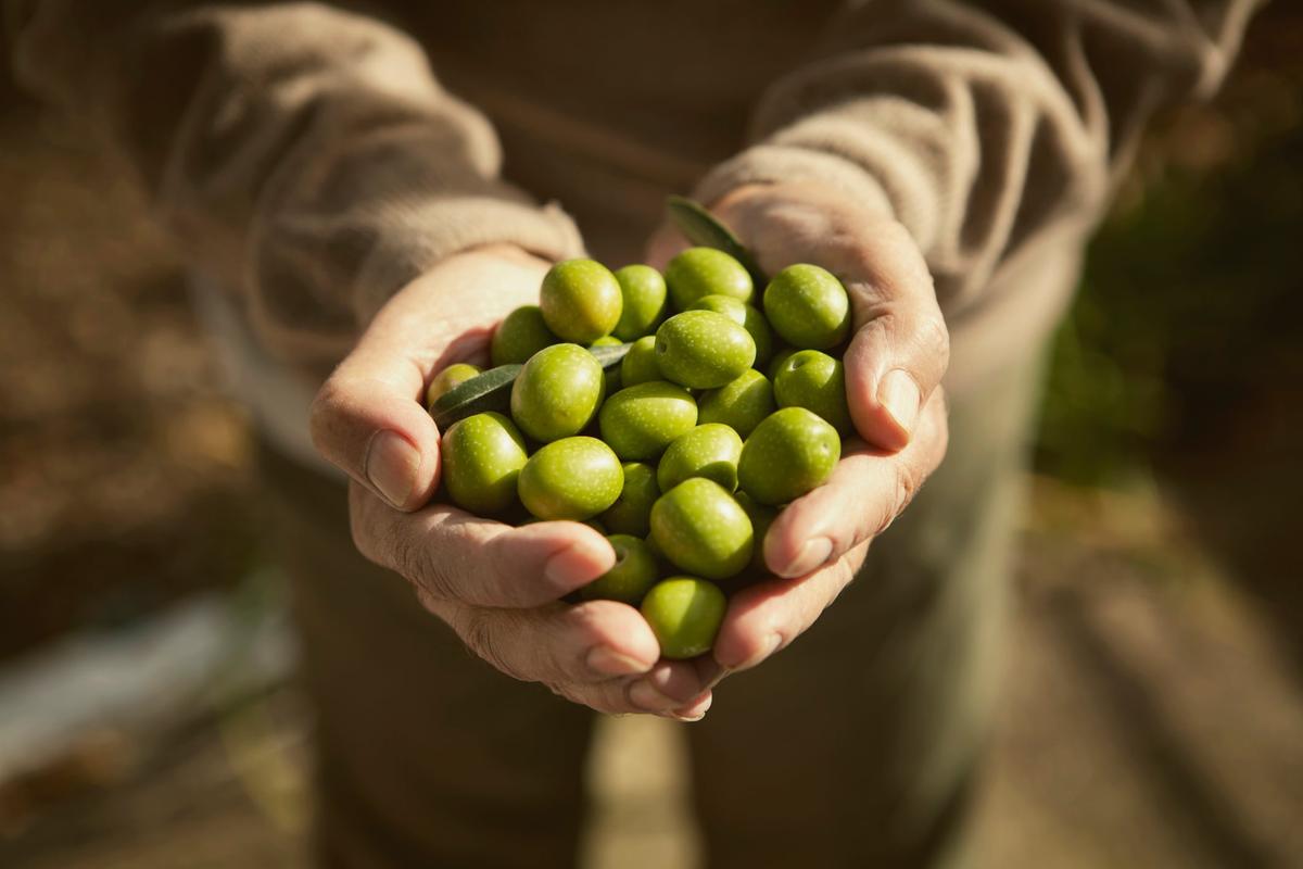 What Sustainability Looks Like in Olive Oil Today