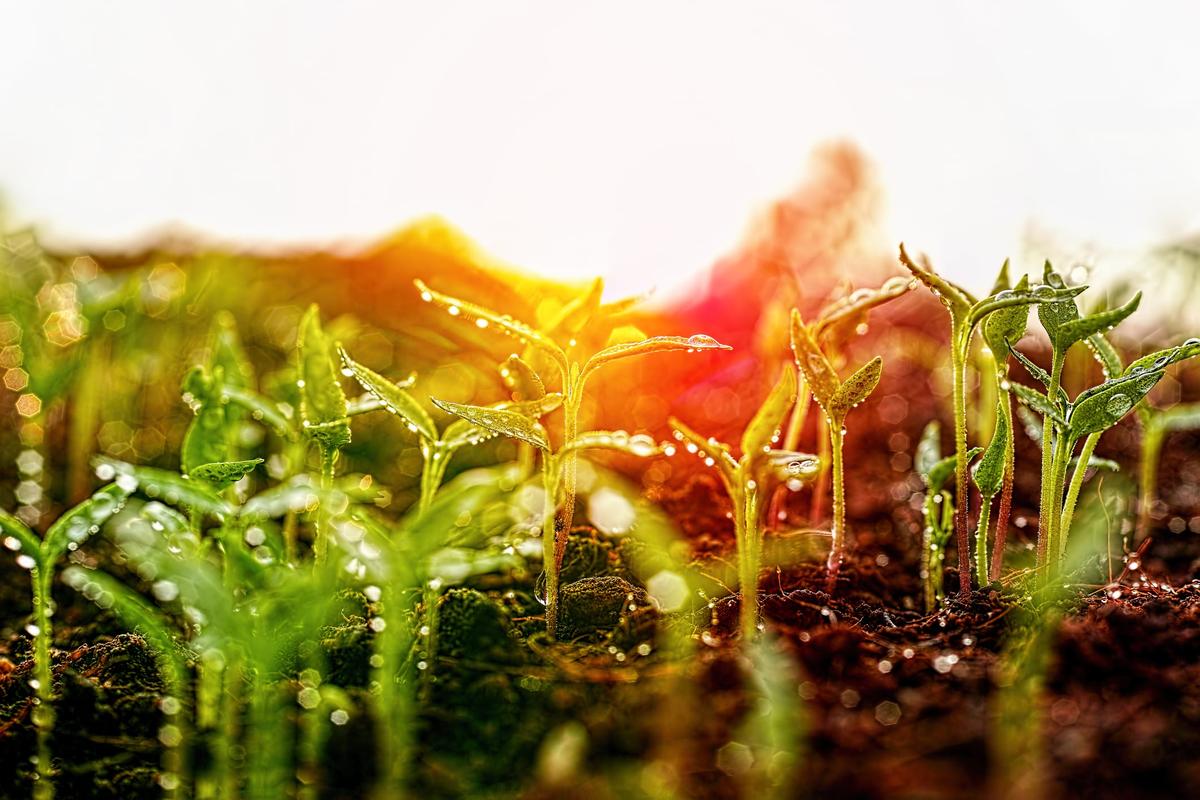 Consumers Don’t Care About Regenerative Agriculture - Yet