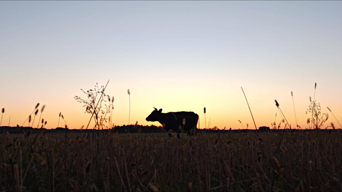 Animal Product Yields, Quality and Manufacturers’ Margins Under Increased Threat
