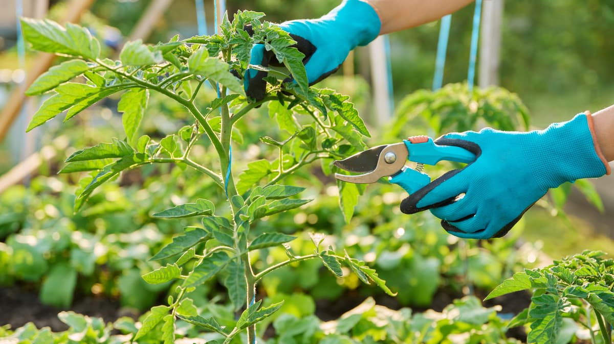 The Pruning System For More Tomatoes In Tight Garden Spaces