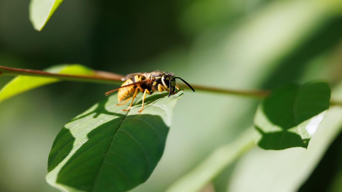 Why Wasps Are Actually Good For Vegetable Gardens