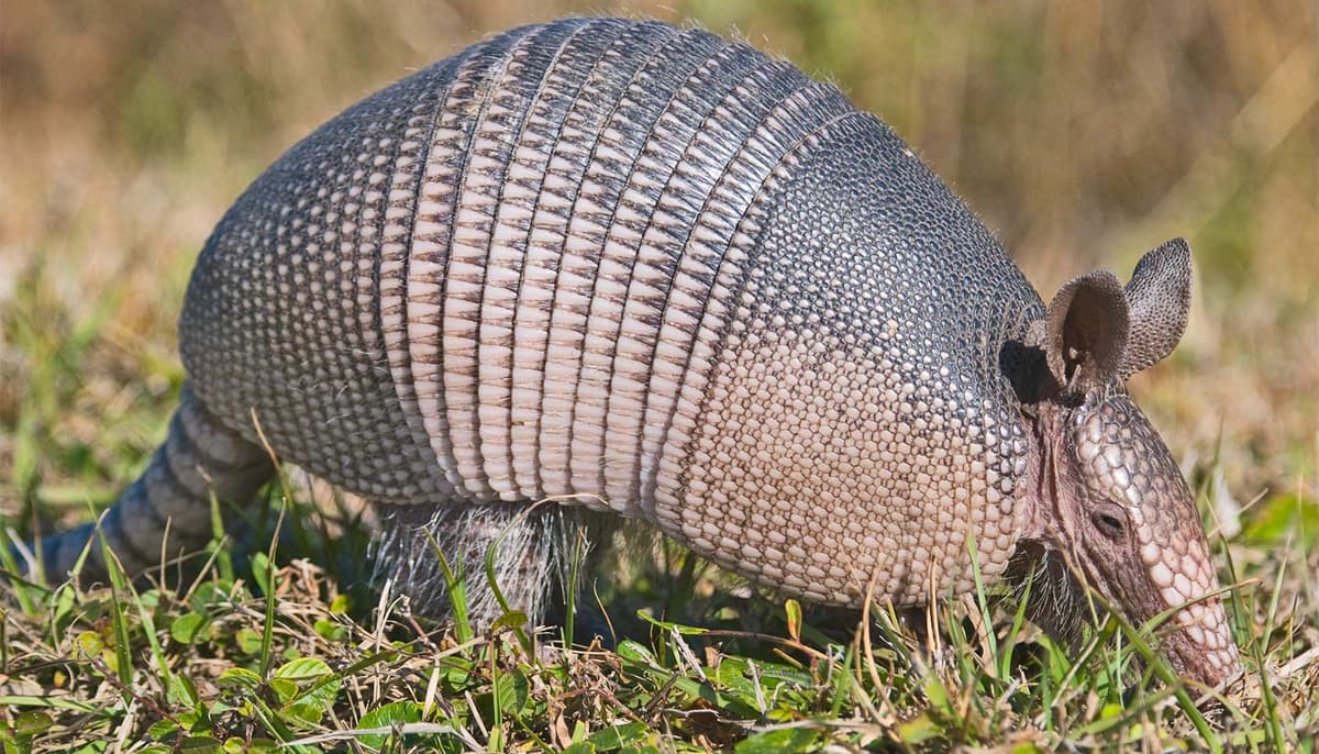 Armadillos Inspire New Tech to Protect Soft Machines