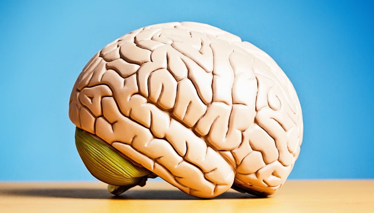 AI Shows How Your Brain Cleans Out Harmful Waste