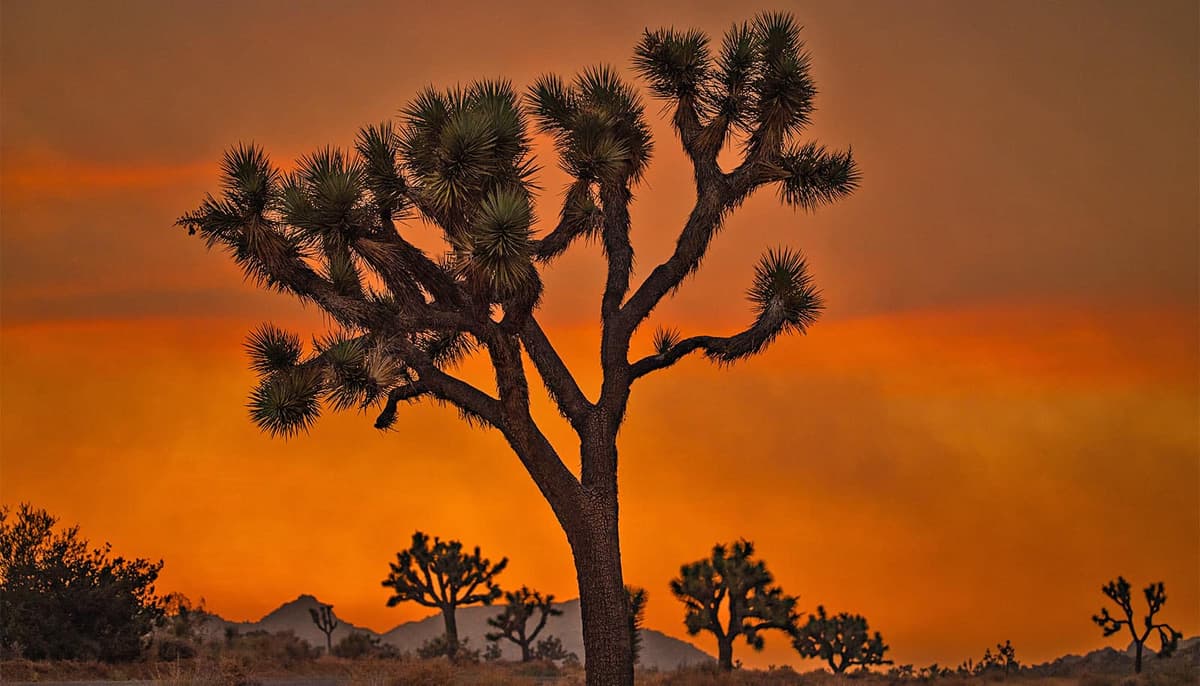 2020 Fire Killed Joshua Trees, but Not Fungi