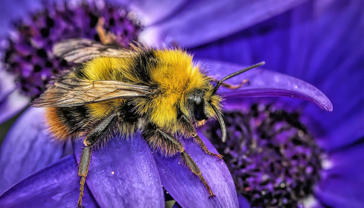 Losing Pollinator Insects Puts Human Health at Risk