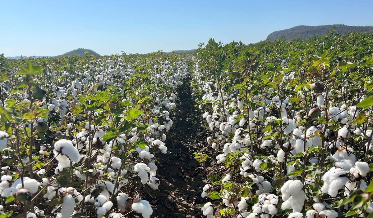 First Point of Entry Delay Hinders Ord Cotton Industry