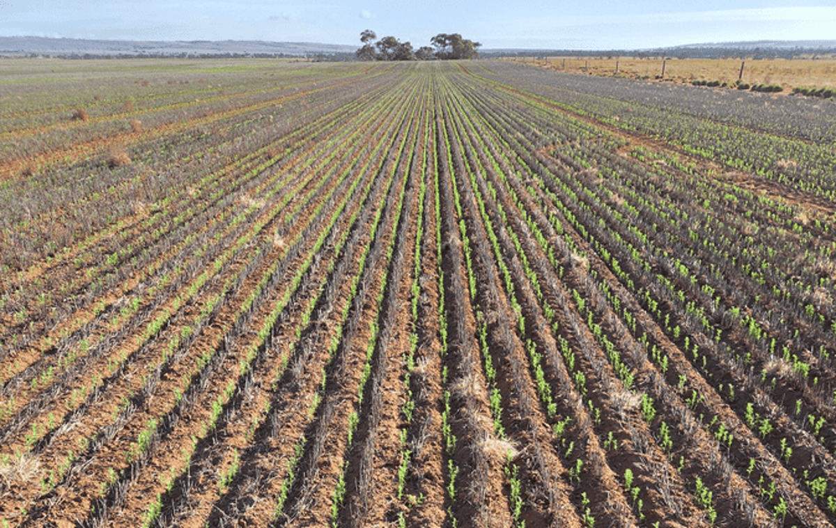 Pulse Update: Volume Thins as Dry in North Intensifies