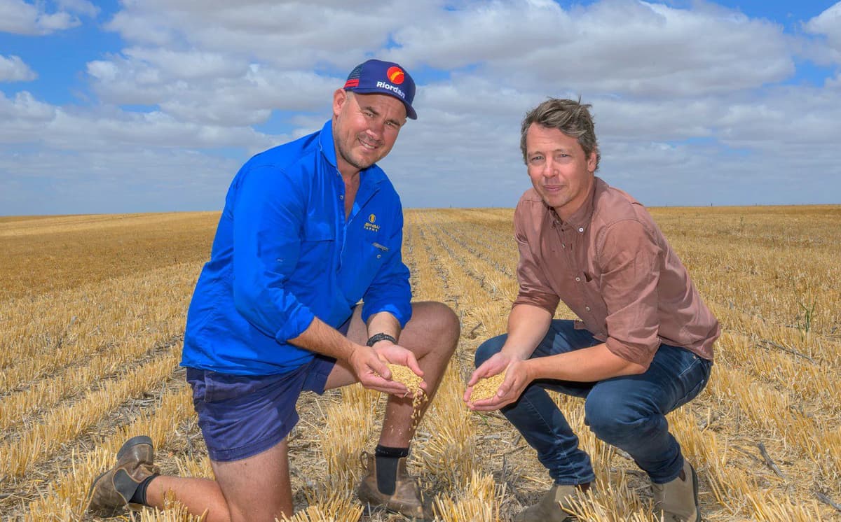 Partnership to Track Barley Carbon Emissions From Paddock to Beer
