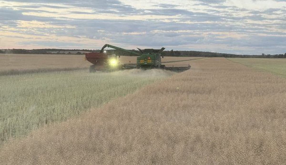 Australia Exports 883,243t of Canola in Feb