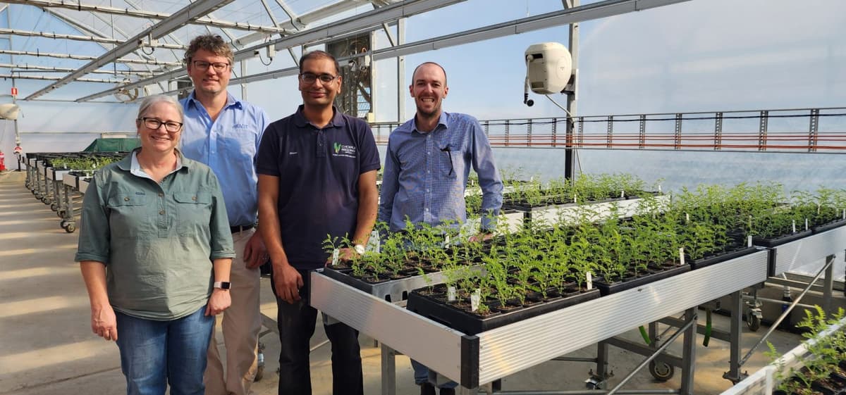 GRDC Awards National Chickpea Breeding Program to AGT