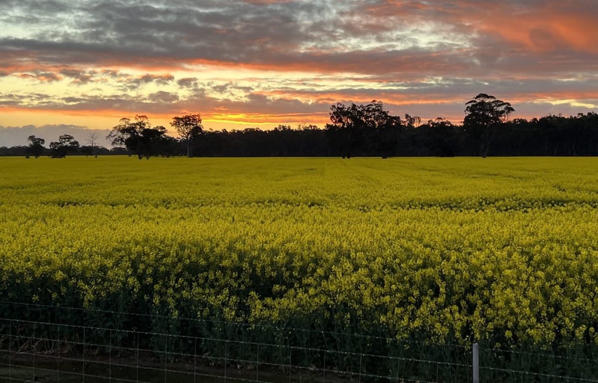 Australia’s March Canola Exports Down 37pc From Feb