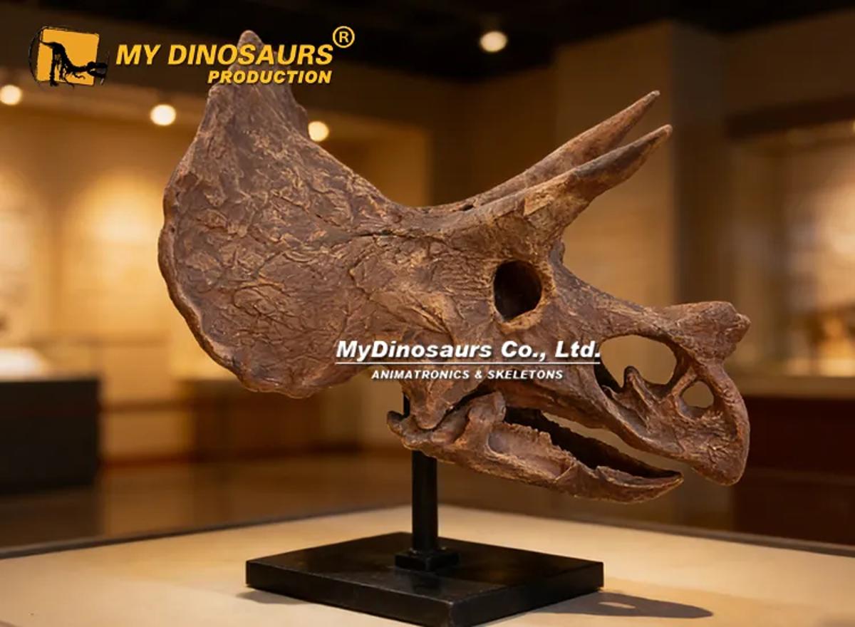 Why Displaying Dinosaur Skulls Is More Complex Than You Think