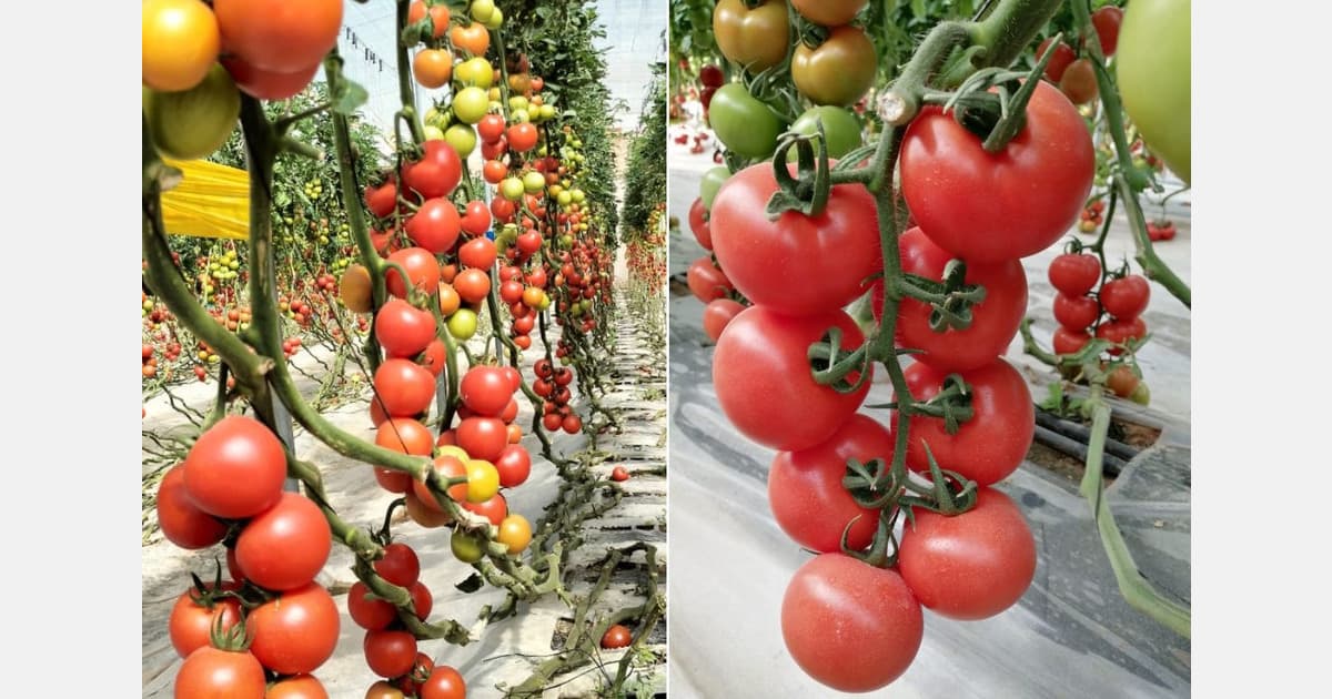 Halt on Moroccan Tomato Exports More Nuanced According to APEFEL and FIFEL