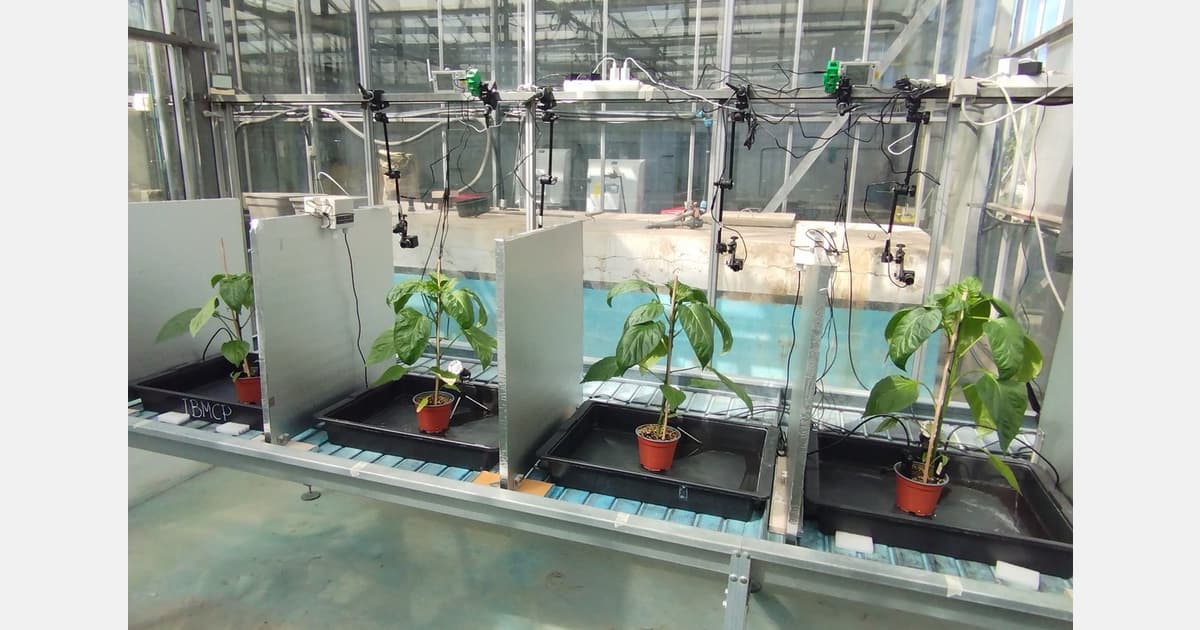 Listening to How Plants Talk, Scream and Cry