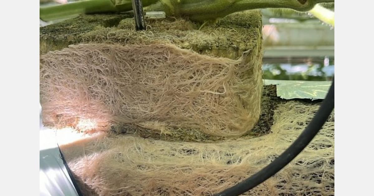 Crazy Roots on the Rise Among Tomato Growers in the Netherlands and Germany