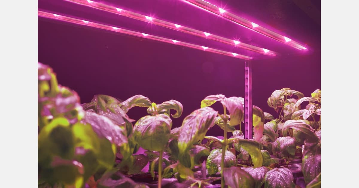 "UVB Treatment Is a Promising Approach for Improving the Nutritional Quality of the Plant"