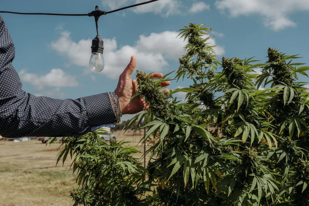 Texas Cannabis Businesses Sue State to Block Smokeable Hemp Ban
