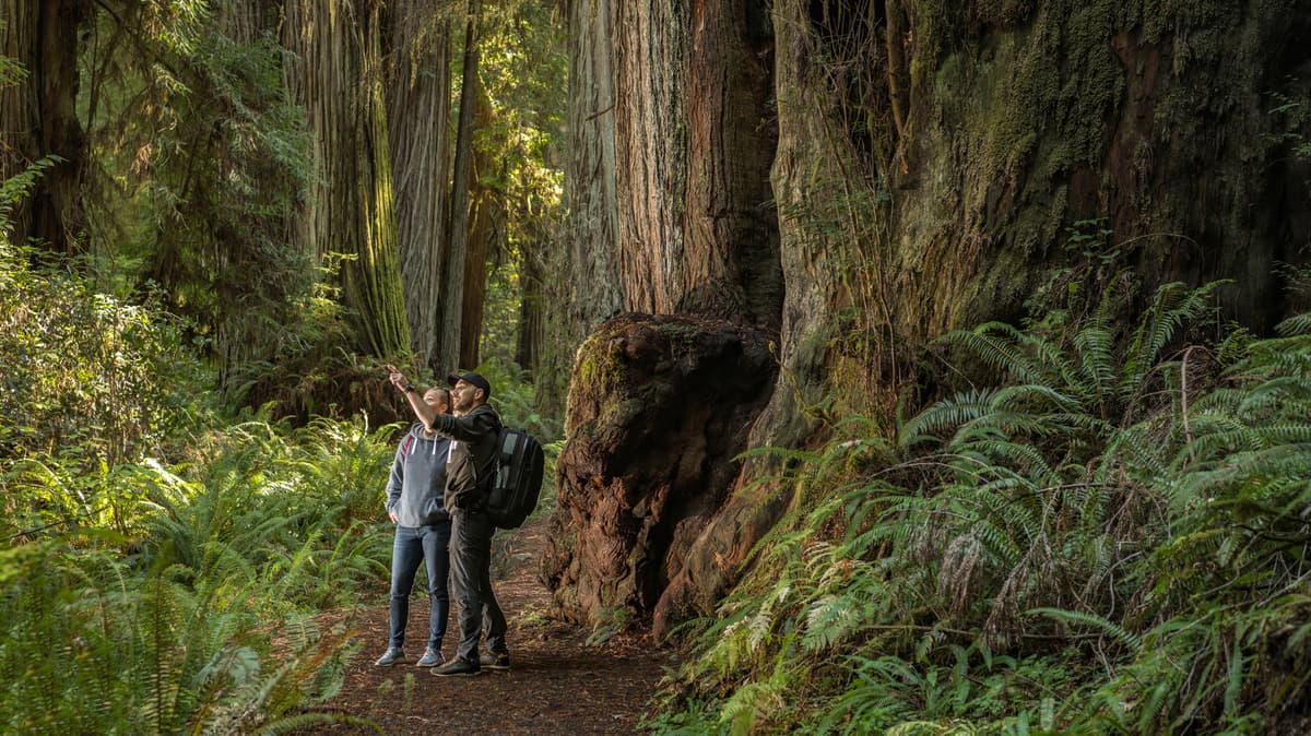 10 Old-Growth Forests That Have Been Around Longer Than America Itself