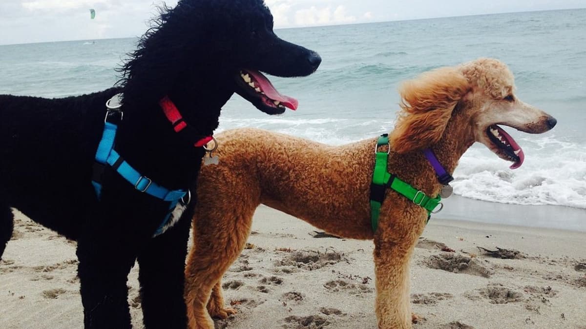 America's Top-Rated Dog Beach For 2025 Is A Leash-Free Florida Paradise For Your Furry Friends