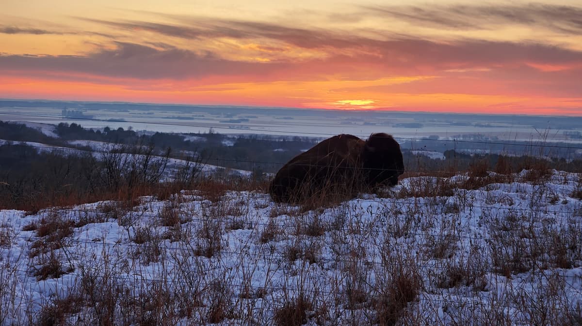 Between Sioux Falls And Omaha Is Iowa's Largest Remaining Prairie With Roaming Bison, Hiking, And Scenic Views