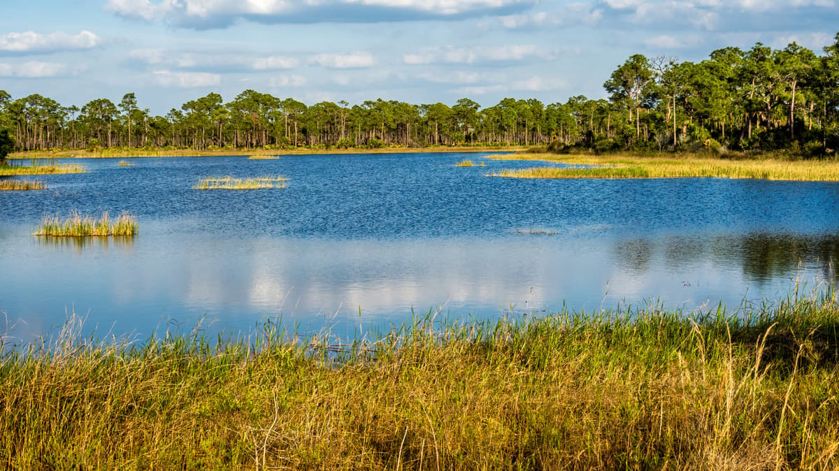 Florida's Oldest Wildlife Management Area Is A Fishing Paradise Near The Gulf Coast Full Of Trails
