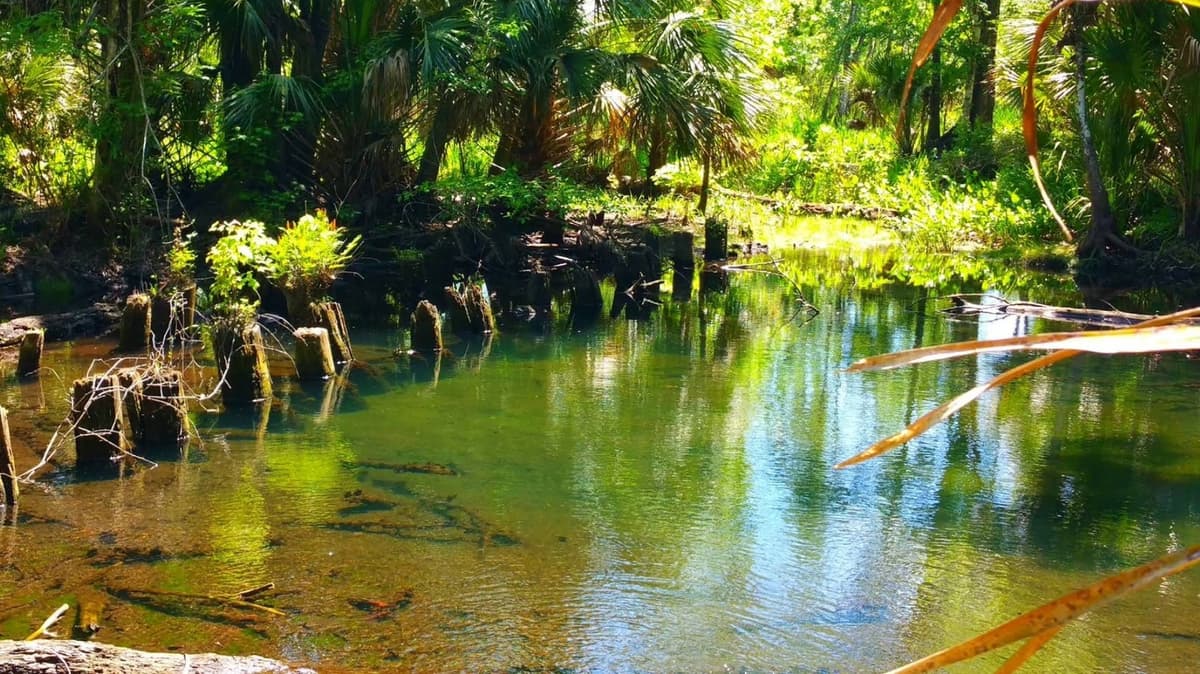 Florida's Scenic State Forest Near Orlando Is A Peaceful Escape With Off-The-Grid Camping, Fishing, And Trails
