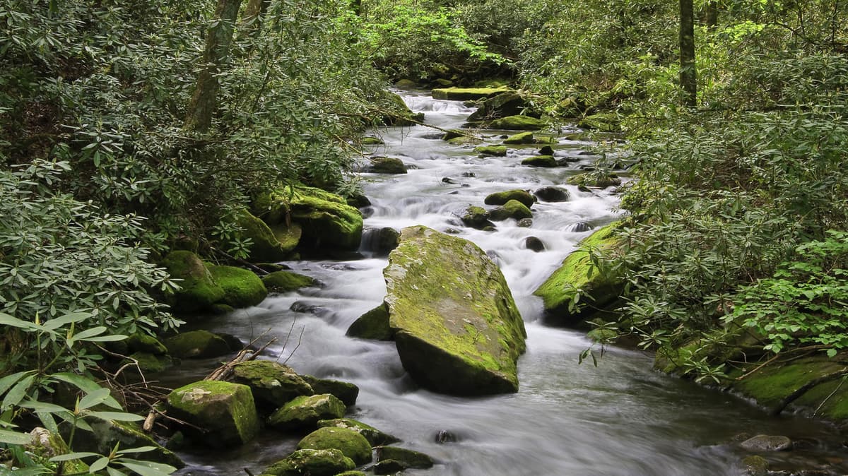 Forget Great Smoky Mountains National Park, Visit This Old-Growth Forest For Scenic Hiking And Fewer Crowds