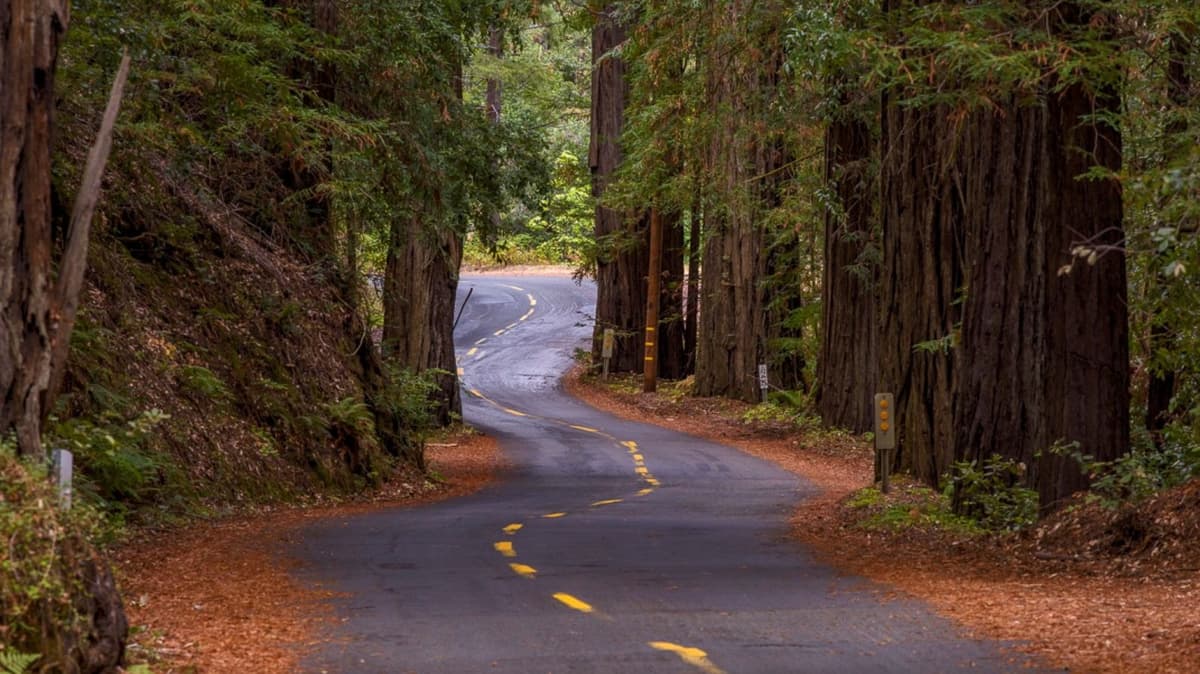 Forget Redwoods National Park, Visit California's Remote State Reserve With Towering Trees And Untouched Beauty