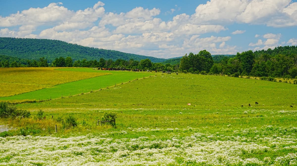 Near The New York Border Is A Pennsylvania State Park With Camping And Abundant Wildlife