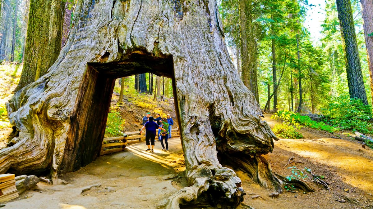 Nestled In Yosemite National Park Is An Underrated Grove Of Giant Trees With Scenic And Peaceful Vibes