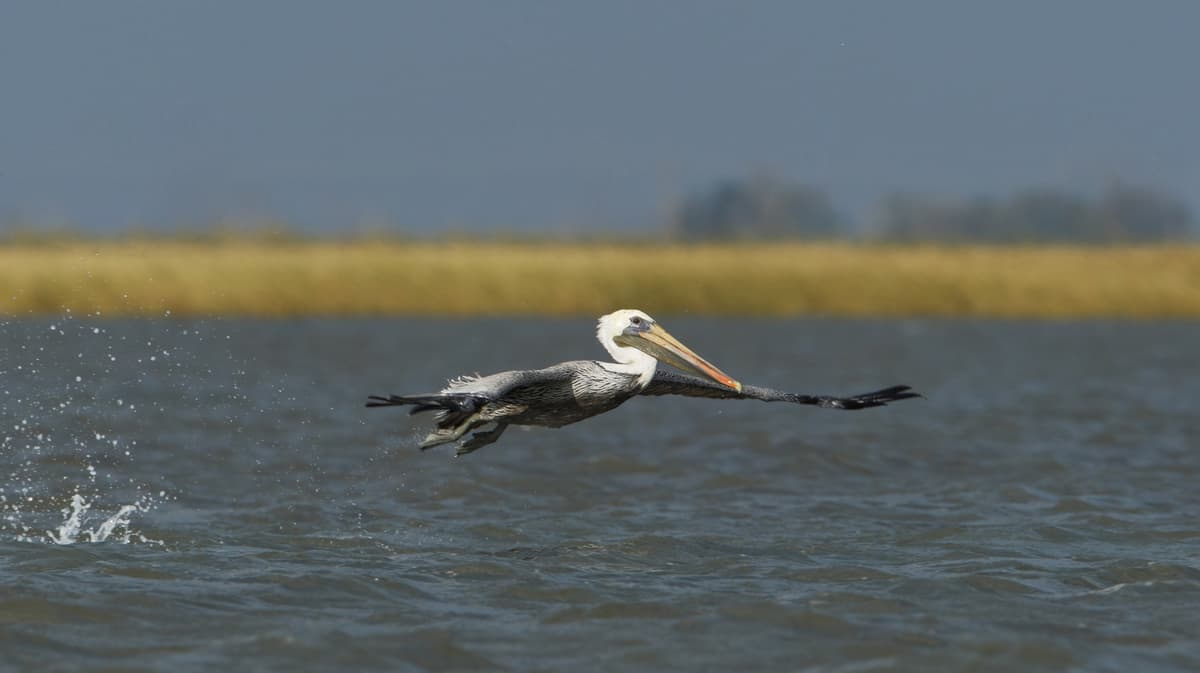 Texas' Audubon-Approved Bird Watching Haven With Rare Wildlife Is Under An Hour From Galveston