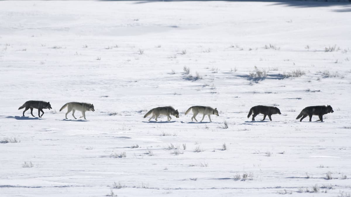 This Corner Of Yellowstone National Park Is One Of The World's Best Places To See Wolves In The Wild