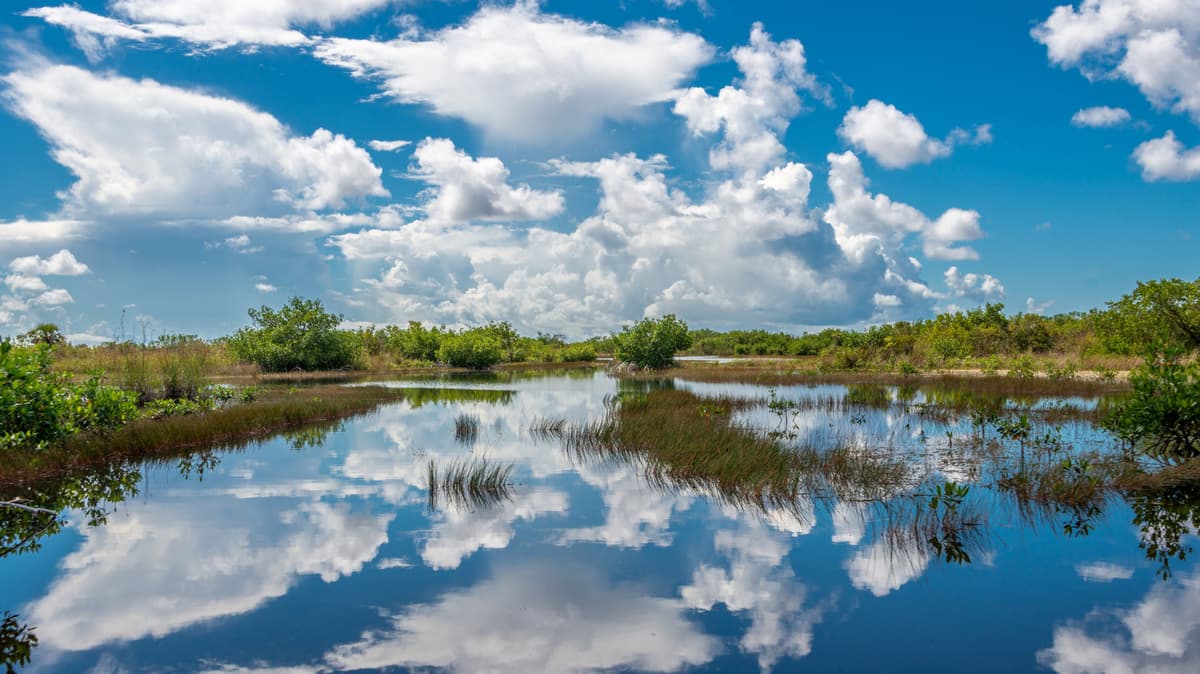 What Nobody Believes About The Florida Everglades Until They See It For Themselves