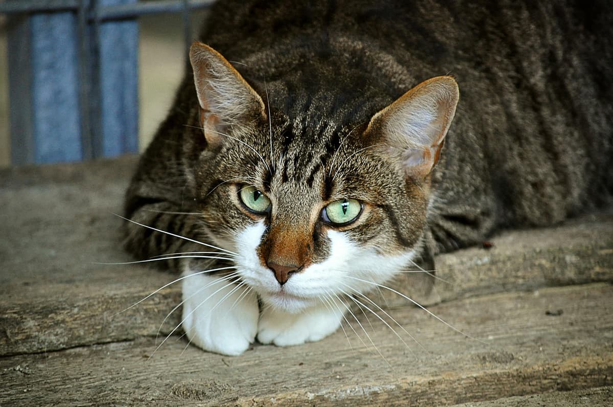 EU Approves Landmark Regulations on Animal Abuse
