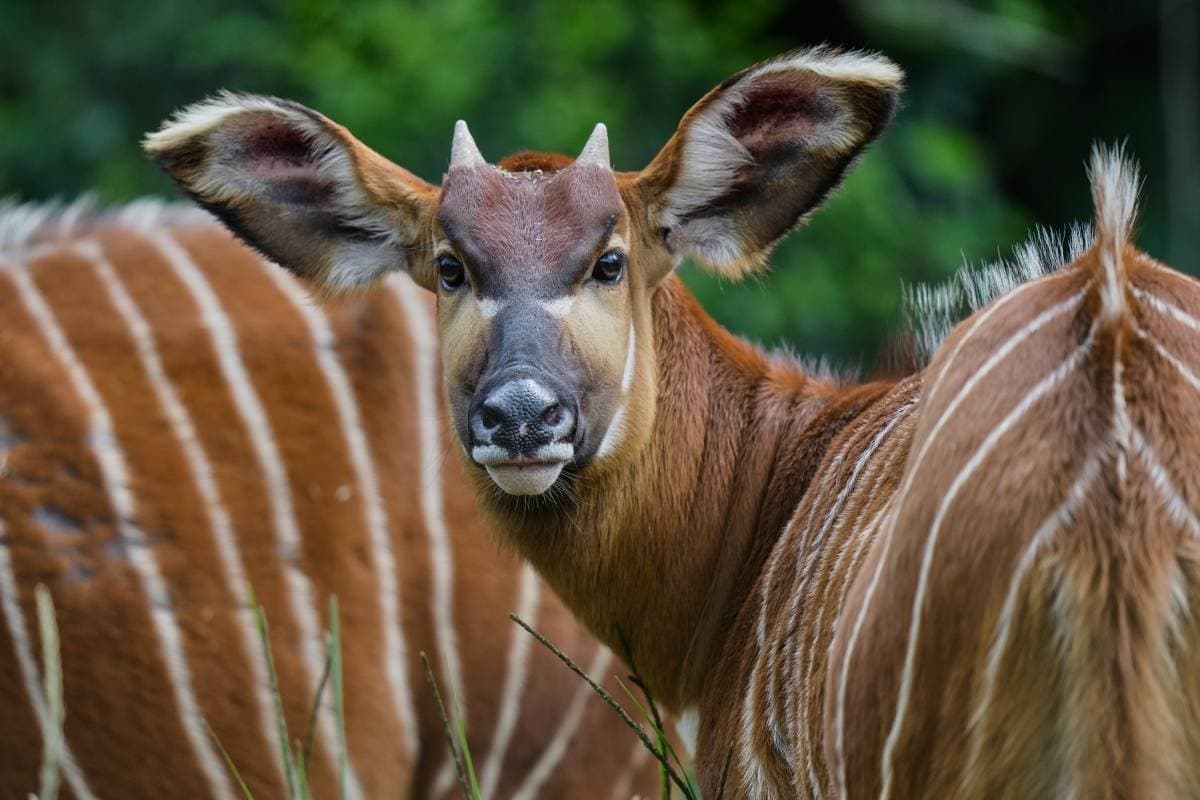 'Ghost of the Forest' Returns to Kenya as Conservationists Reintroduce Rare Antelope Into the Wild