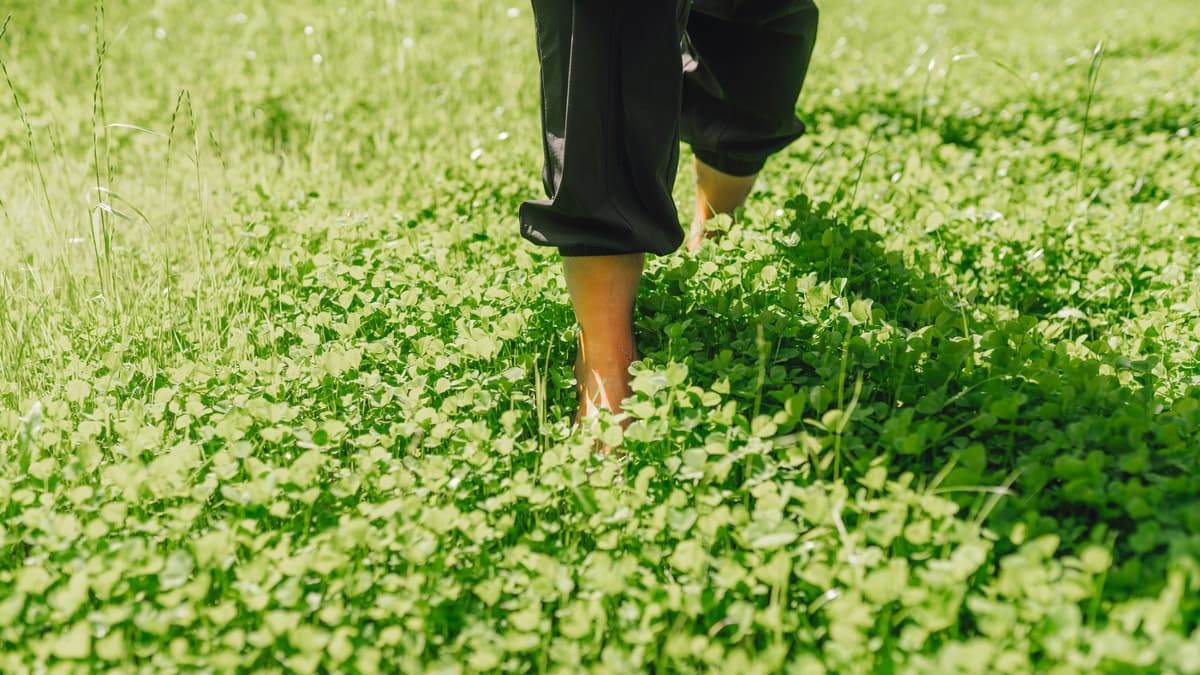 Replacing Your Grass Lawn With Clover Could Save You Time, Water, and Money