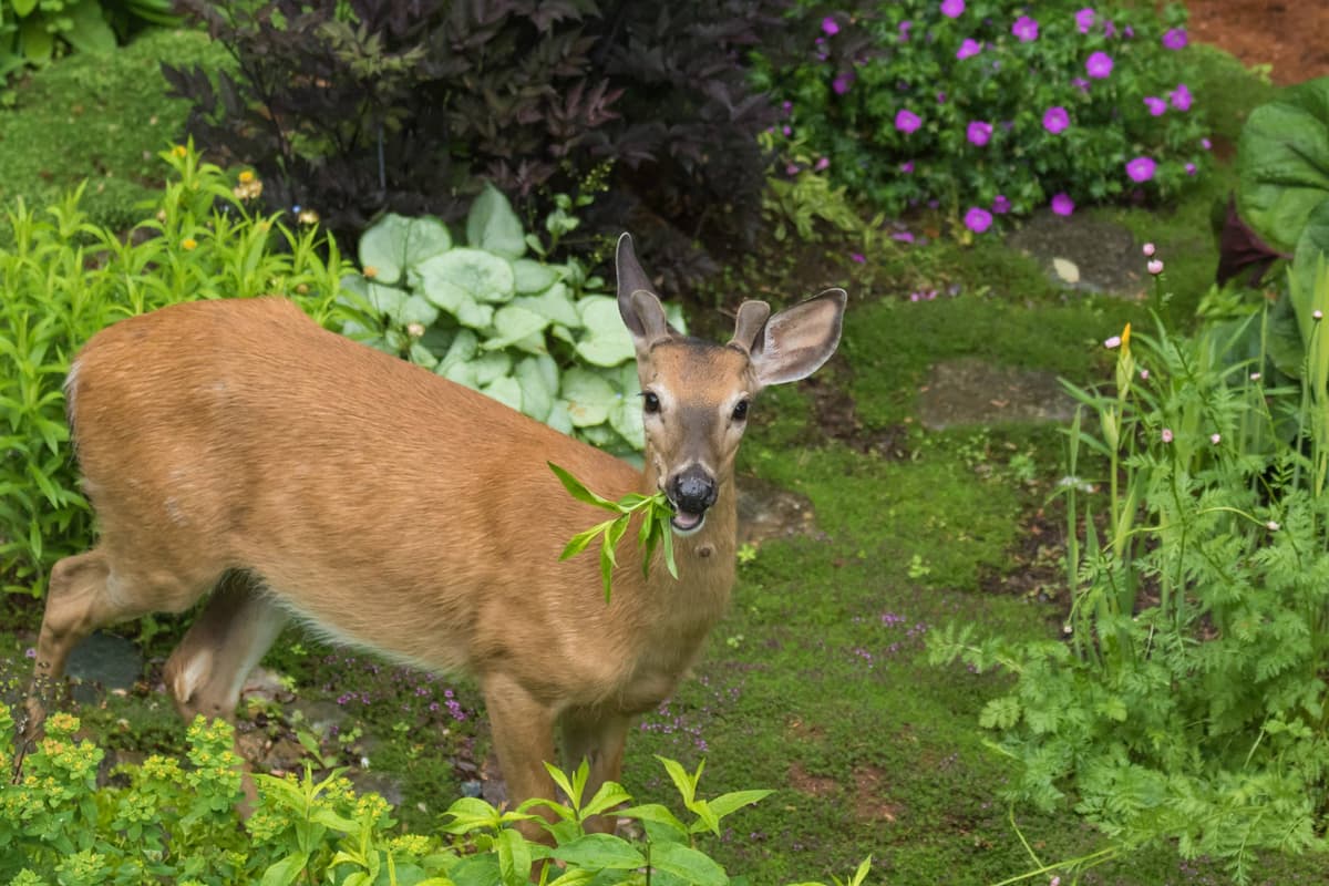 The No. 1 Landscaping Change That Can Make Your Garden Less Appealing to Deer