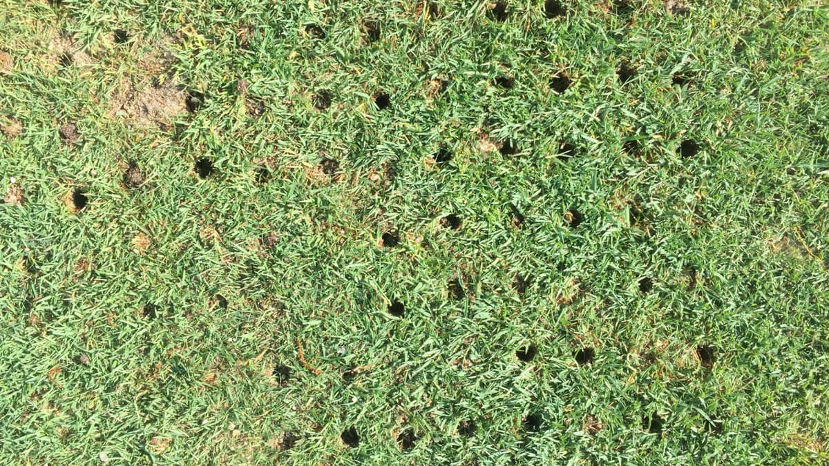 Is Spring a Good Time to Aerate Your Lawn? Experts Weigh In