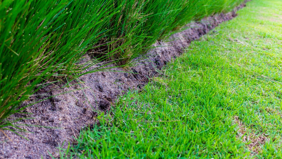 Why Most Grass Fails in Sandy Soil—And the Types That Actually Thrive