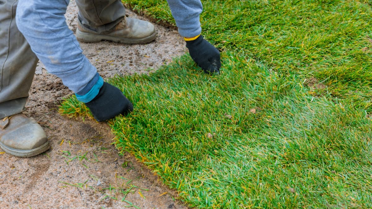 Sod Vs. Seed: The Fastest Way to Get a Lush Lawn (And the Best One Long-Term)