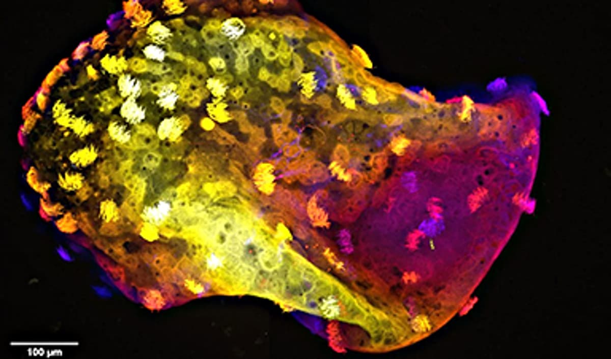 Scientists Create “Neurobots” – Living Machines With Their Own Nervous Systems