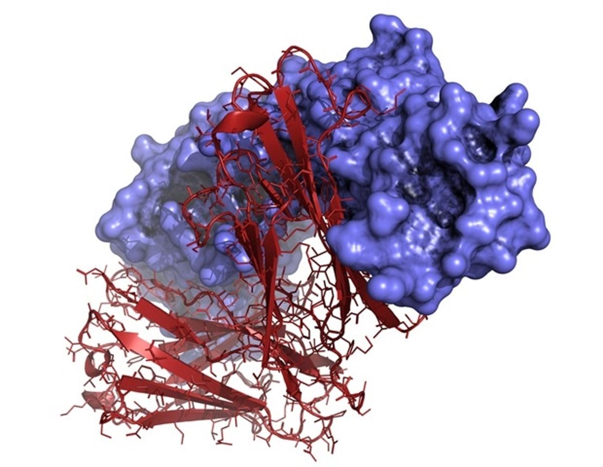 Scientists Find Unexpected Immune Pathways for mRNA Cancer Vaccines
