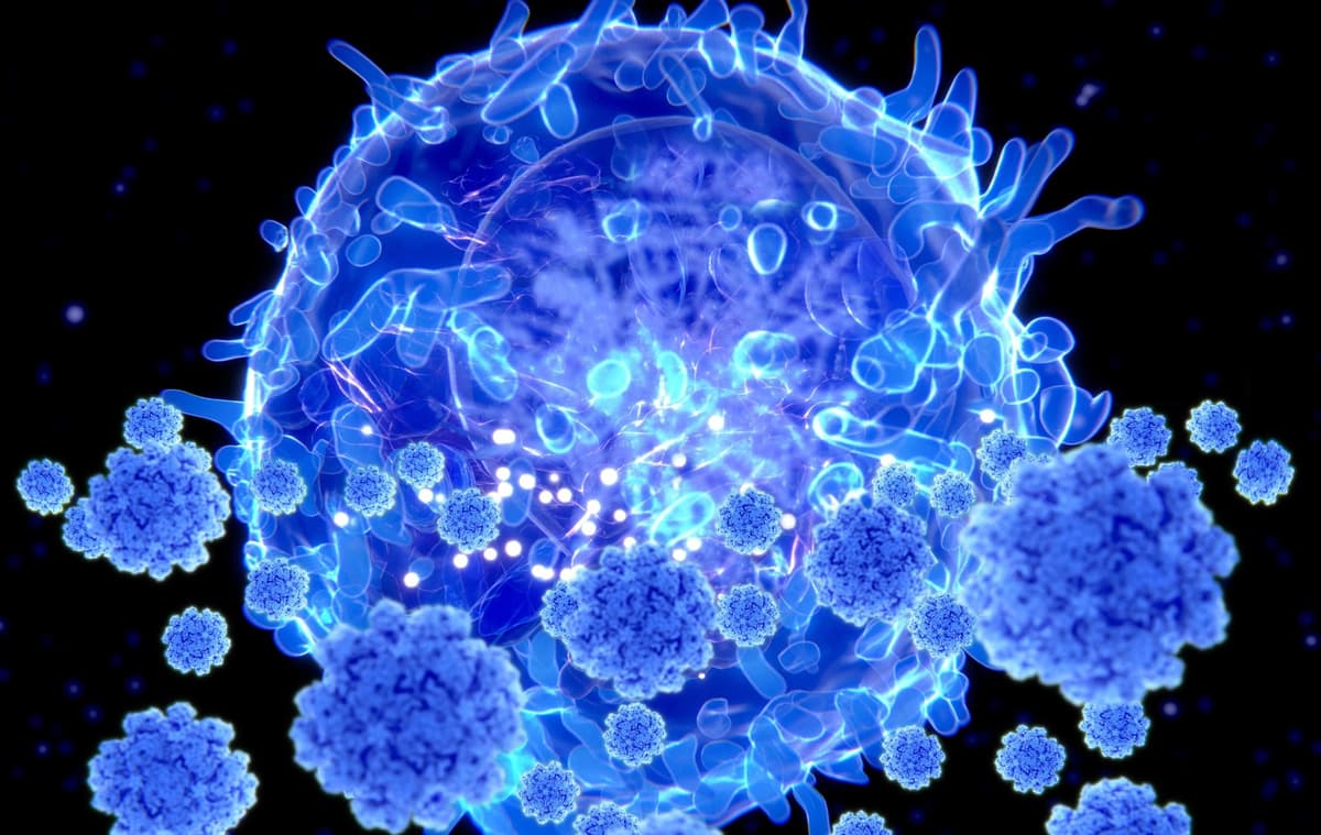 Aged Immune Cells May Drive Memory Decline by Releasing a Brain-Aging Protein